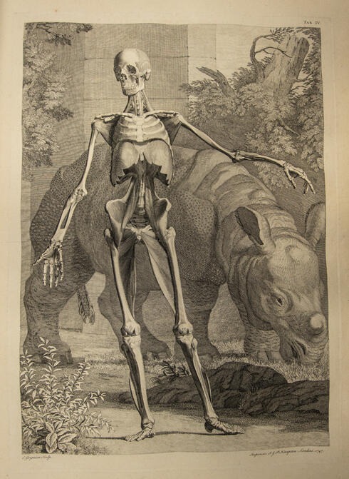 Bernhard Siegfried Albinus Tables of the Skeleton and Muscles of the Human Body 1749.