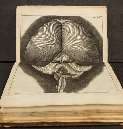 Robert Hooke Micrographia; or, Some Physiological Descriptions of Minute Bodies Made by Magnifying Glasses 1665.